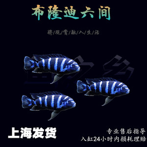 特蓝斑马三湖慈鲷热带观赏鱼水族活体鱼缸岩栖类坦鲷鱼易养艳丽