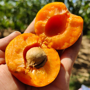 陕西金太阳大黄杏新鲜现摘大果3斤大黄杏子应季梅子孕妇水果包邮