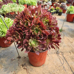 法师老桩娜迦女王多肉蛇女锦类多肉窗台植物办公桌绿植园艺