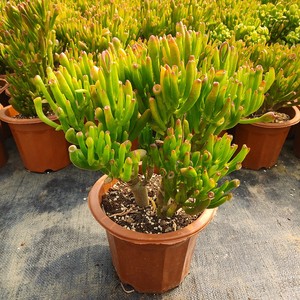 700人付款淘宝多肉吸财树老桩筒叶花月多肉植物招财室内盆栽防辐射