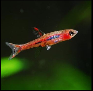红蚂蚁灯鱼火焰小丑灯草缸群游鱼活体淡水鱼热带鱼观赏鱼