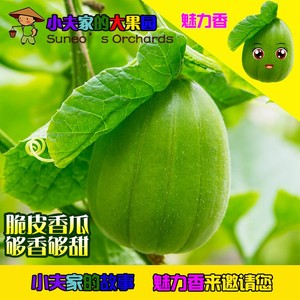芝麻蜜小香瓜甜瓜陕北榆林特产农家自种现摘现发香脆甜3斤