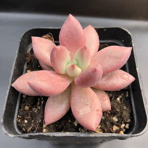 桃花源【海盗花园】桃花林 趣肉植物红色多肉 状态贵货 稀有进口