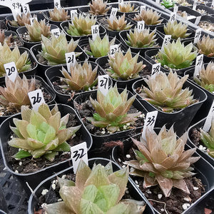 红水晶玉露经典品种一物一拍品相佳窗面透带盆带土发货十二卷多肉