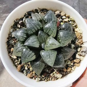 照姬寿一物一拍带盆发货根系好品相佳株型周正十二卷多肉植物盆栽