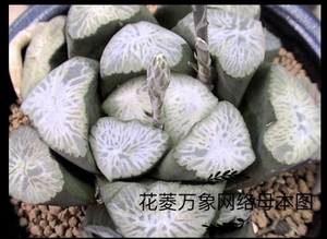 花菱万象大颗一物一拍带盆发货株型周正品相佳十二卷多肉植物铭品