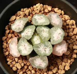 卡罗拉万象一物一拍带盆发货株型周正品相佳根系好十二卷多肉植物