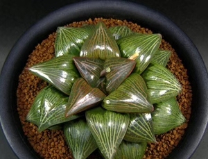 9cm竹虎寿大颗一物一拍窗面油亮特征明显带盆发货株型周正品相佳