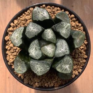 【万象十二卷】万象十二卷品牌,价格 - 阿里巴巴