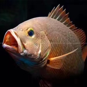 紫红笛鲷鱼 淡水紫红笛鲷鱼 凶猛鱼 观赏鱼