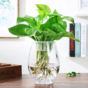创意大号透明玻璃欧式花瓶 桌面水培绿萝观音竹花瓶鱼缸容器摆件
