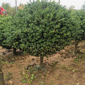 花境植物 龟甲冬青球 龟甲冬青矮杆精品棒棒糖四季常青耐热耐寒