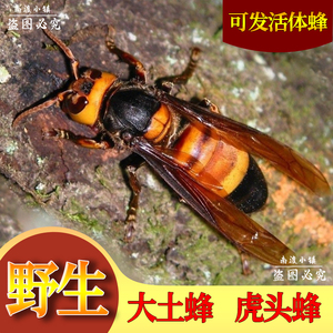 广西野生黑尾胡蜂黑尾虎头蜂双金环虎头蜂活体现泡酒材料100只
