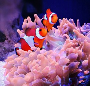 小丑鱼活鱼海水小丑鱼苗观赏鱼小鱼活 观赏鱼小丑鱼热带鱼 小型1