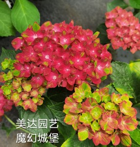 魔幻城堡绣球