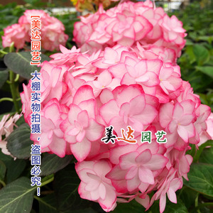 80临雅旗舰店天猫绣球纱织小姐绣球花苗 八仙花盆栽