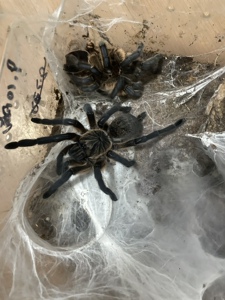 宠物 hp蓝腿巴布 蜘蛛新手入门宠物蜘蛛无毒发货为3l幼体2cm左右