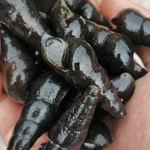 000人付款淘宝正宗纯野生山坑螺清澈小溪流石螺新鲜