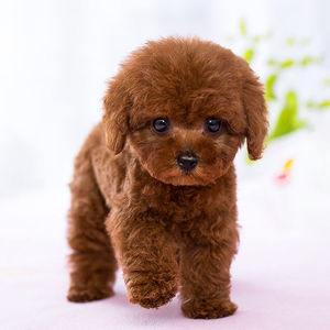 小狗泰迪真狗可爱