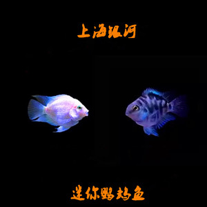 迷你鹦鹉鱼 短鲷 可繁殖小型鱼活体 观赏鱼淡水热带鱼活体