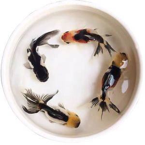 金鱼活体精品黑白三色狮子头国狮鱼苗冷水鱼宠物鱼包邮包活