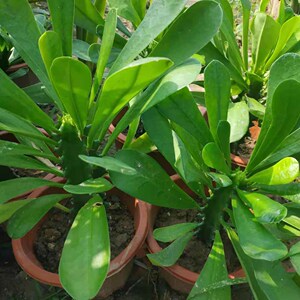 【霸王鞭植物盆栽巴西】霸王鞭植物盆栽巴西品牌,价格 - 阿里巴巴