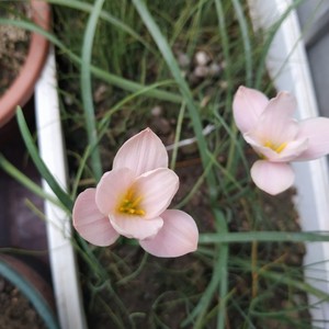 3b风雨兰多变铃兰中花型3BZephyranthes Bayberry Bells变色款