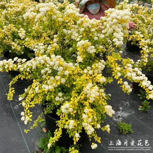 黄金喷泉绣线菊盆栽金叶庭院花园花镜阳台多年生耐寒耐热花卉植物