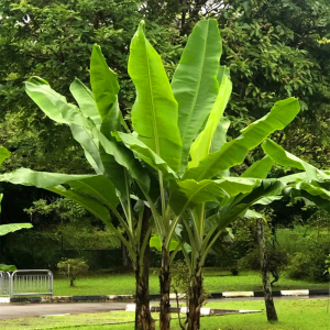 芭蕉树苗庭院热带风造景绿天扇仙甘蕉芭绿化多年生室内外大型植物