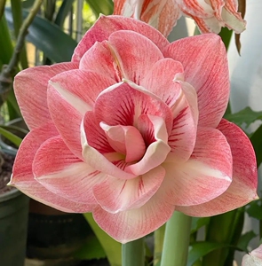 兰尼2到3厘米奥朱送舞后0.5到1厘米小苗朱顶红套餐荷兰朱