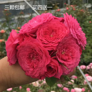 榴花秋舞阳台微型玫瑰花苗淡香丰花多头四季常开月季花苗盆栽花卉