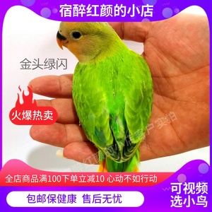 牡丹鹦鹉金头绿闪鸟活体优质手养幼鸟雏鸟宠物观赏鸟鸟食鸟笼包邮