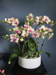 蝴蝶兰—绿闪电室内桌面绿植盆栽带花带包带花剑好养易活植物