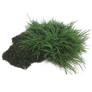 包邮附石菖蒲龙根香草水培室内植物苗木花卉盆景办公桌客厅防辐射