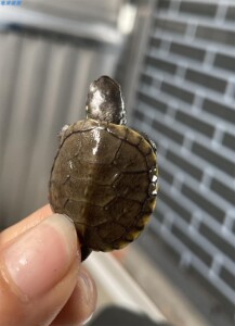 00囡囡52淘宝2021欧泽龟苗自家产物欧洲泽龟