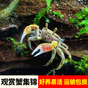 螃蟹宠物观赏蟹辣椒蟹淡水相手蟹热带活体小型迷你豹点溪寄居蟹