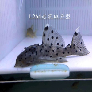 南美异型鱼l264老鼠斑异型 热带鱼 观赏异形鱼进口野生鱼开口饲料