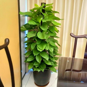 南京无锡同城配送绿萝盆栽绿植大型植物室内吸除甲醛徐州常州送花