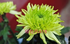 正版菊花苗，绿牡丹，中早期品种，绿色，花径15公分，平瓣