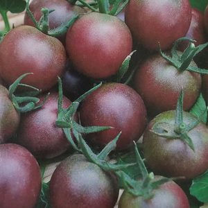 紫玉番茄种子樱桃番茄紫黑色小西红柿种籽盆栽庭院菜园蔬菜种孑