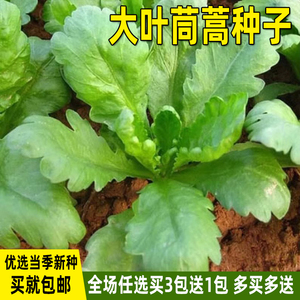 大叶茼蒿种子茼蒿菜种籽四季播盆栽菜籽种庭院春秋冬季蔬菜种子孑