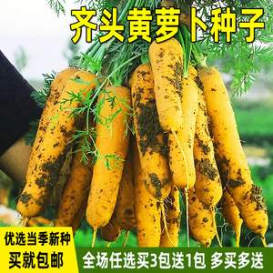 齐头黄胡萝卜种子西洋黄参阳台盆栽水果萝卜种籽四季秋季蔬菜种孑