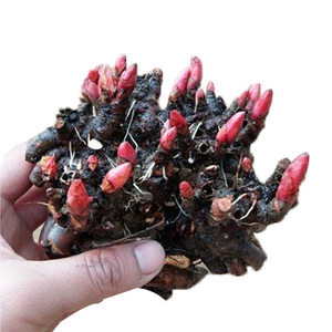 芍药根块多年生花卉盆栽根茎庭院地栽植物花根芍药花苗带芽大根