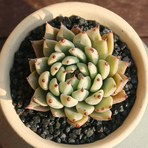 多肉植物绿爪稀有贵货萌肉肉园艺绿植花卉组合盆栽