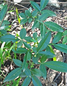 野生花椒苗 山花椒盆景 麻椒 青花椒 竹叶椒苗 新鲜也花椒根包邮