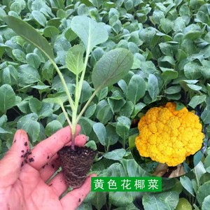 黄色花椰菜种子彩色花菜种籽孑菜花籽种特色菜蔬菜四季春季菜花苗