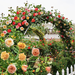 1米藤彩虹欧月藤本月季爬藤大苗盆栽 庭院四季易活植物浓香花卉