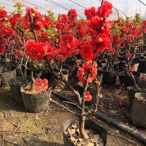 梦绘卷海棠花盆栽四季易活好养花卉植物室内花客厅庭院树苗盆景