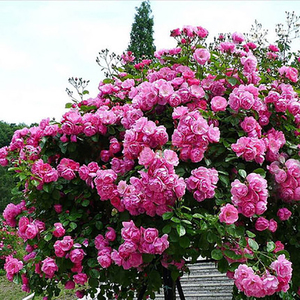 欧月安吉拉爬藤月季花苗 玫瑰盆栽绿植攀援花卉 四季易活阳台植物