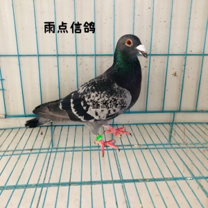 003人付款淘宝红雨点鸽子活体鸽子活一对鸽子苗小鸽幼鸽信鸽肉种鸽